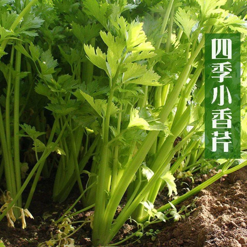 (新客立减)四季小香芹菜种子芹菜种子香味浓郁四季播农家蔬菜种子