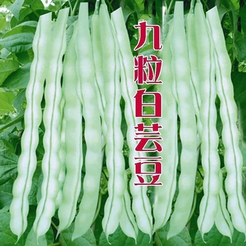 (新客立减)九粒白芸豆种子豆种籽四季豆架豆种春秋季蔬菜种子