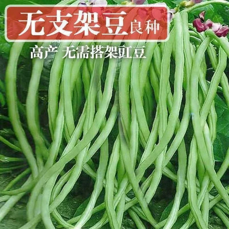 (新客立减)无架长豆角种子早豇豆四季豆蔬菜籽菜种子荚实多无架豆