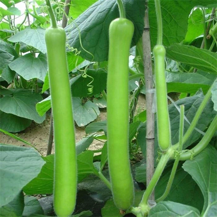(新客立减)早生瓠瓜种子春秋四季播蔬菜种子食用甜瓠子瓜种子蒲瓜