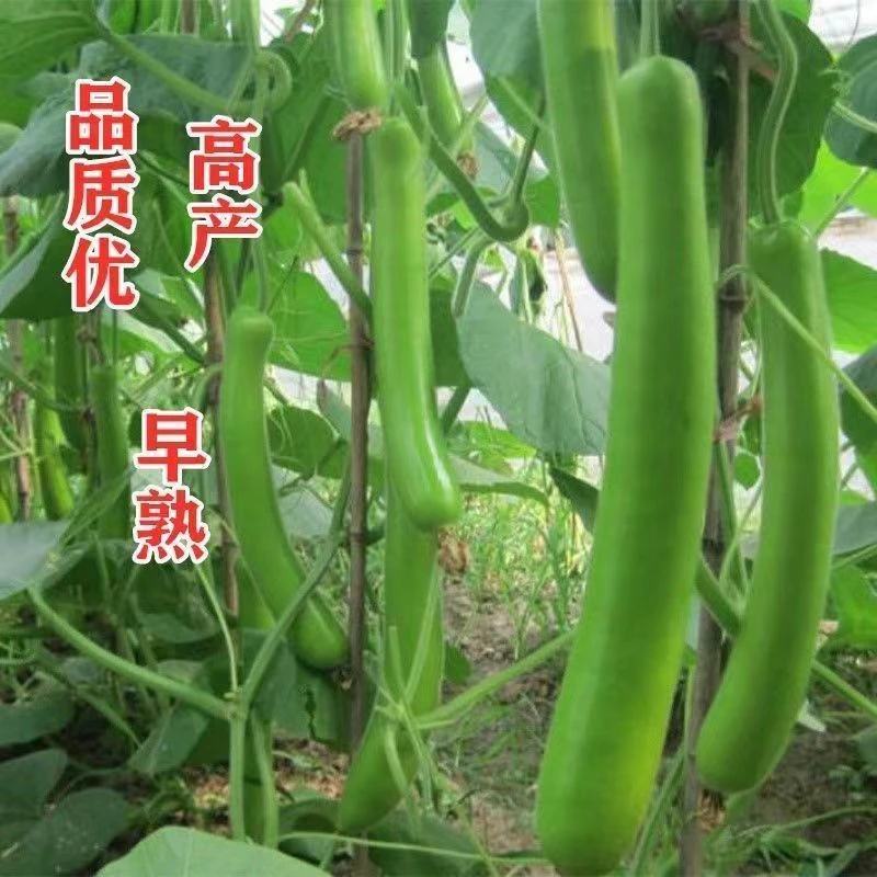 (买二送一)早生瓠瓜种子春秋四季播蔬菜种子食用甜瓠子瓜种子蒲瓜
