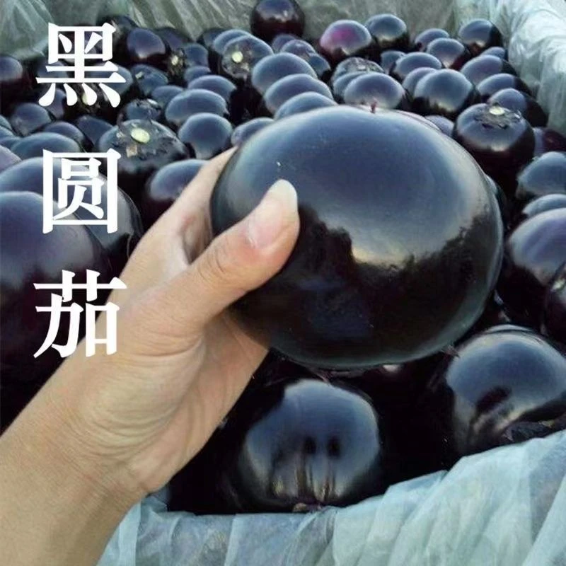 （新客立减）早熟快黑圆茄子种子黑圆茄特大紫黑圆茄四季种籽蔬菜