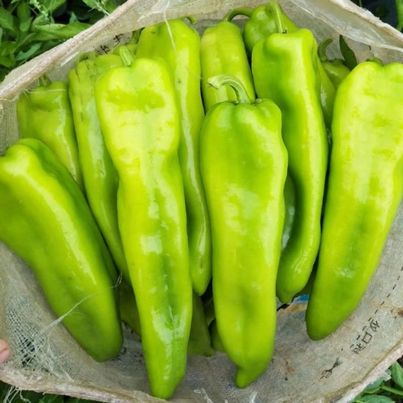 (新客立减)特大牛角椒种子大果青椒阳台庭院辣椒微辣蔬菜四季