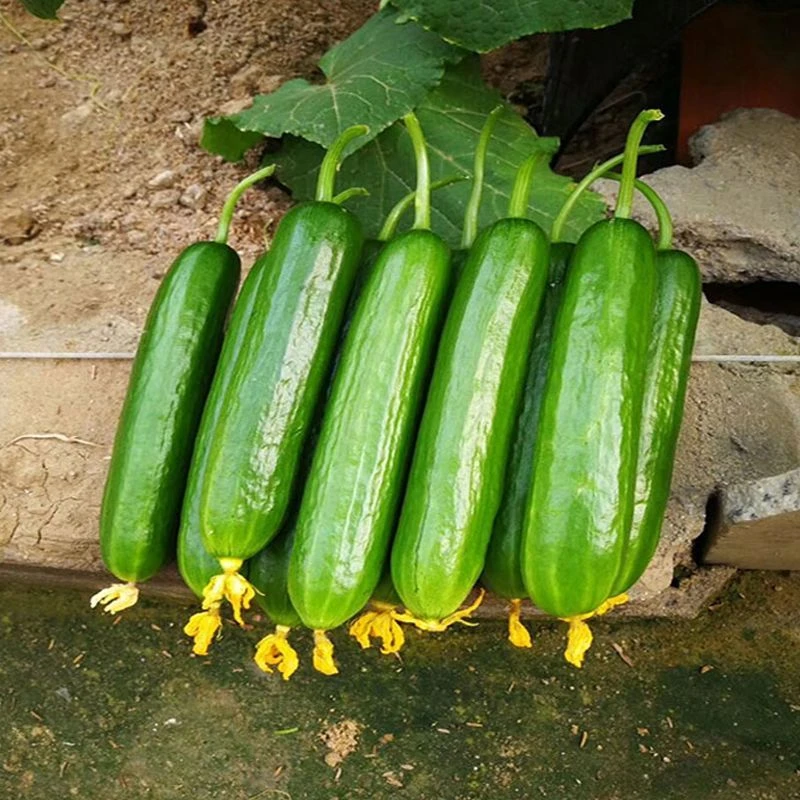 (新客立减)水果黄瓜种子无刺荷兰小黄瓜满地爬不搭架绿心四季蔬菜