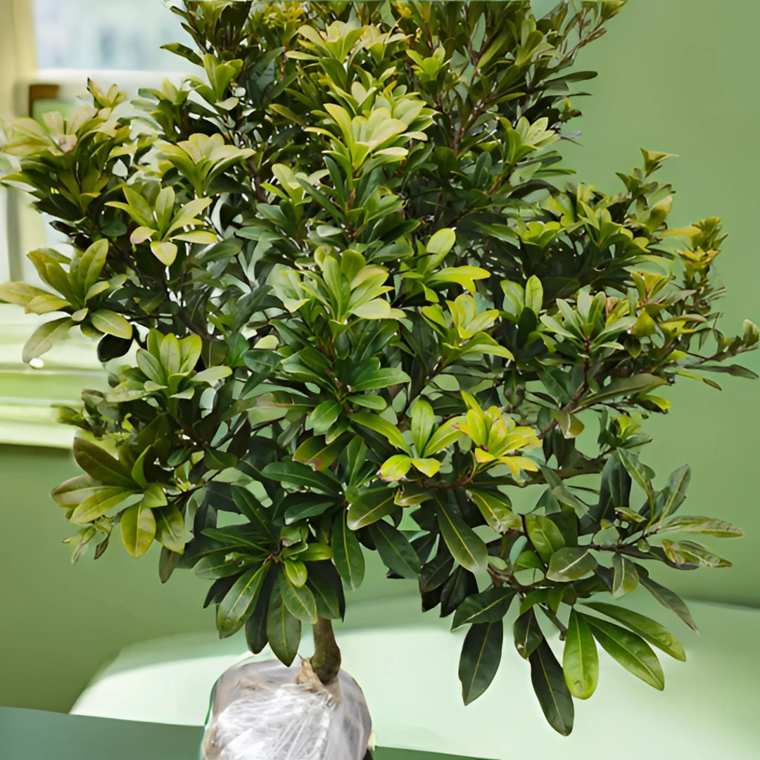 正宗嫁接东 魁黑 /炭绿植园艺 可地栽可盆栽庭院 一物一拍