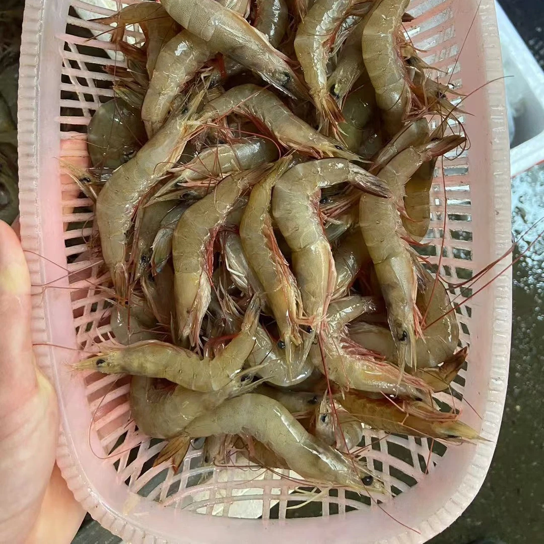 【天然】小麻虾 小卢虾（50-60头左右）/斤  阳江海陵岛发货