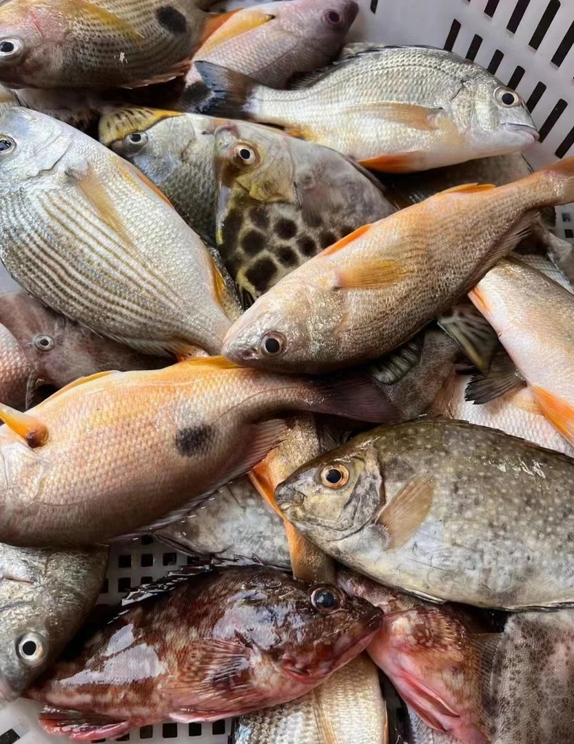 海鲜套餐E 阳江海陵岛发货 虾 蟹 杂鱼500克起拍