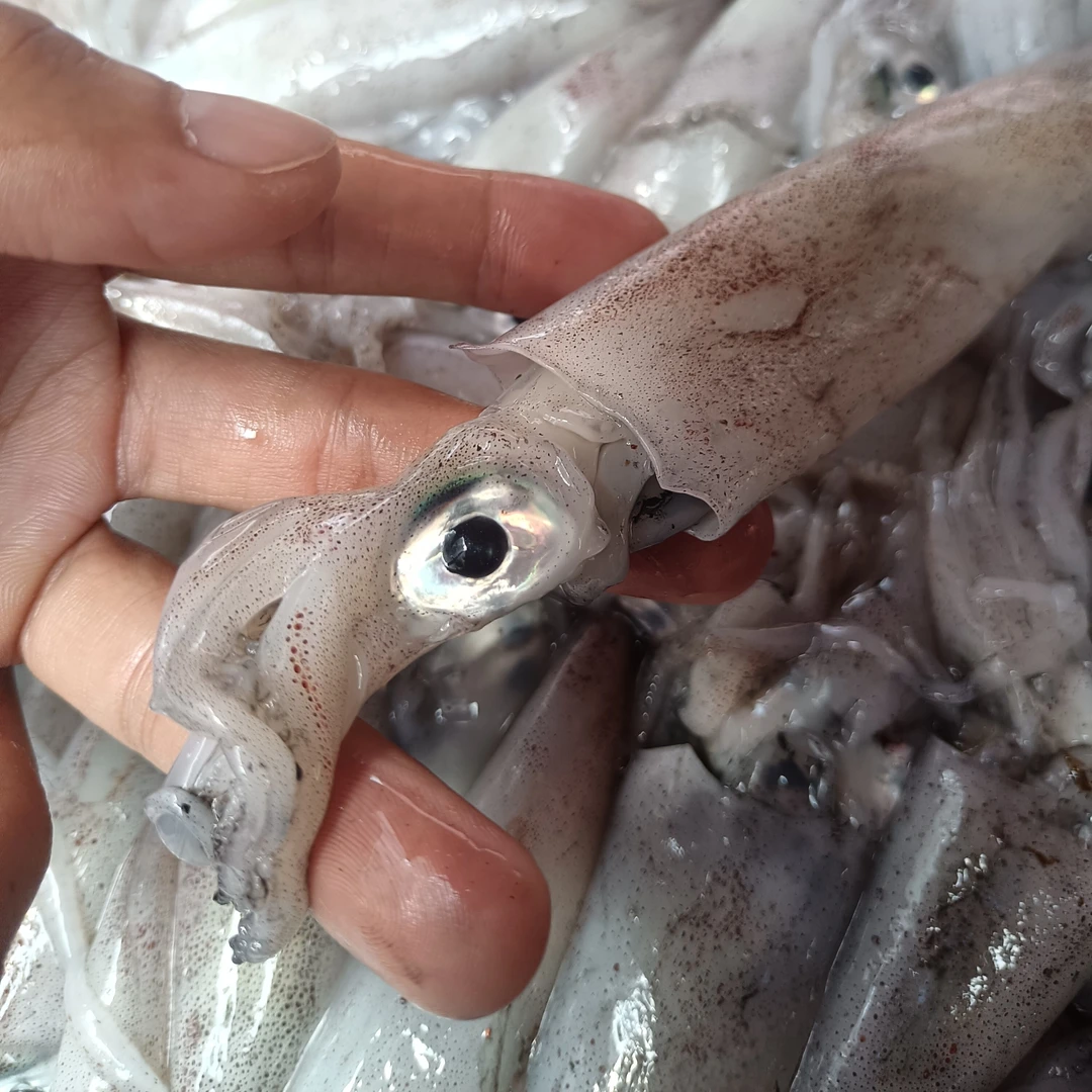 新鲜 中管 鱿鱼 海兔  3斤起拍 阳江海陵岛发货