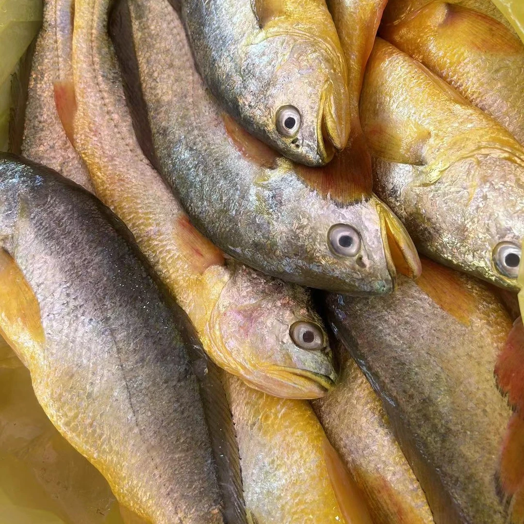高品质 新鲜 黄花鱼3斤 5斤 阳江海陵岛发货