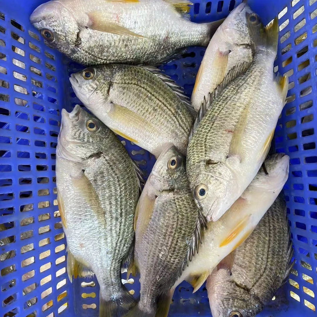 黄脚立 黄翅 黄雕 阳江海陵岛发货