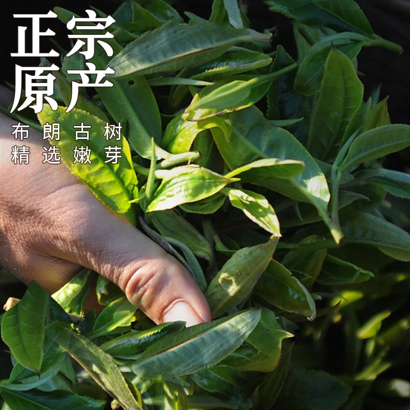云南普洱药香老茶头，口感鲜明，份量十足，精美木桶包装！茶叶，熟茶！