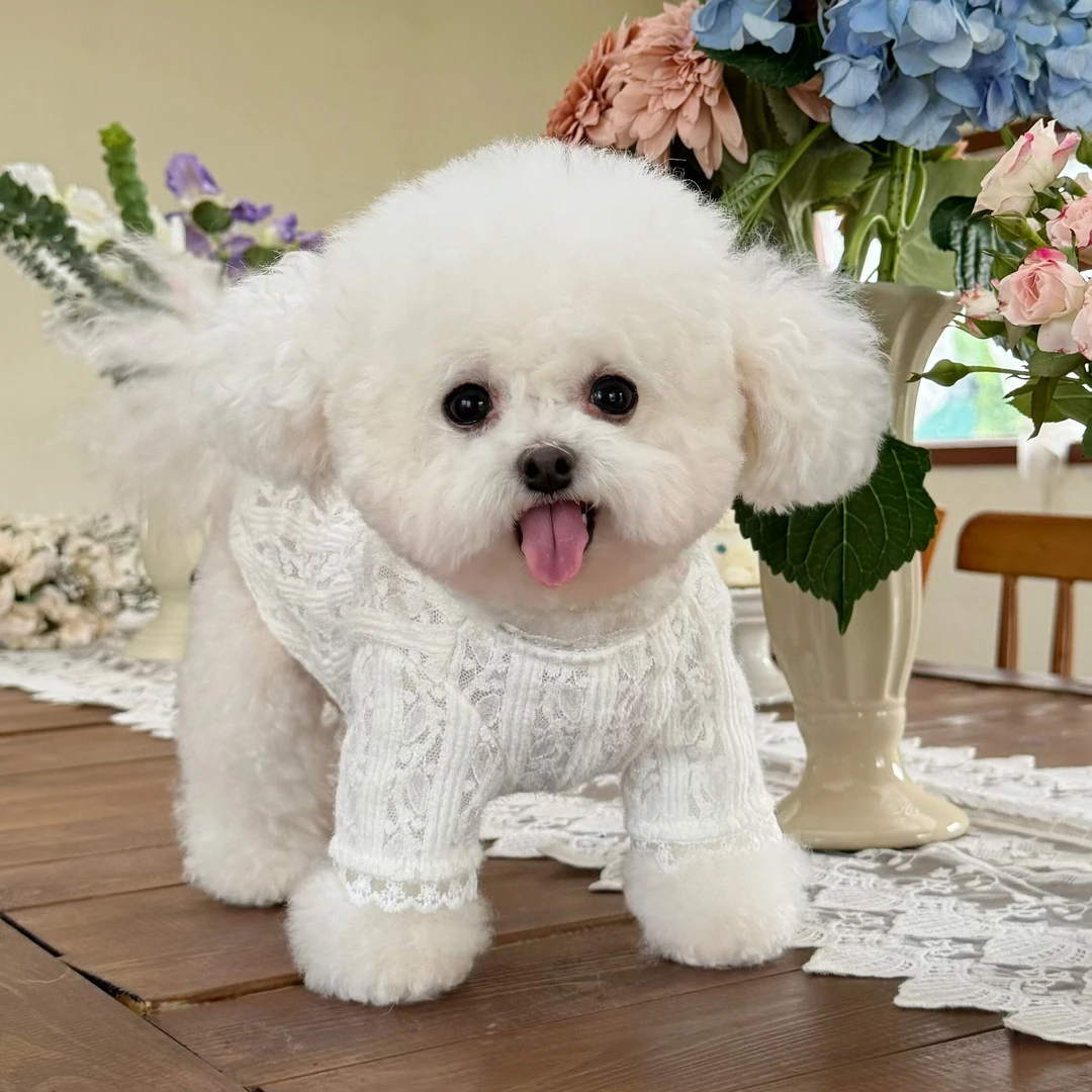 五只小白熊秋冬新款韩系弹力蕾丝打底衫泰迪比熊狗狗猫咪内搭衣服