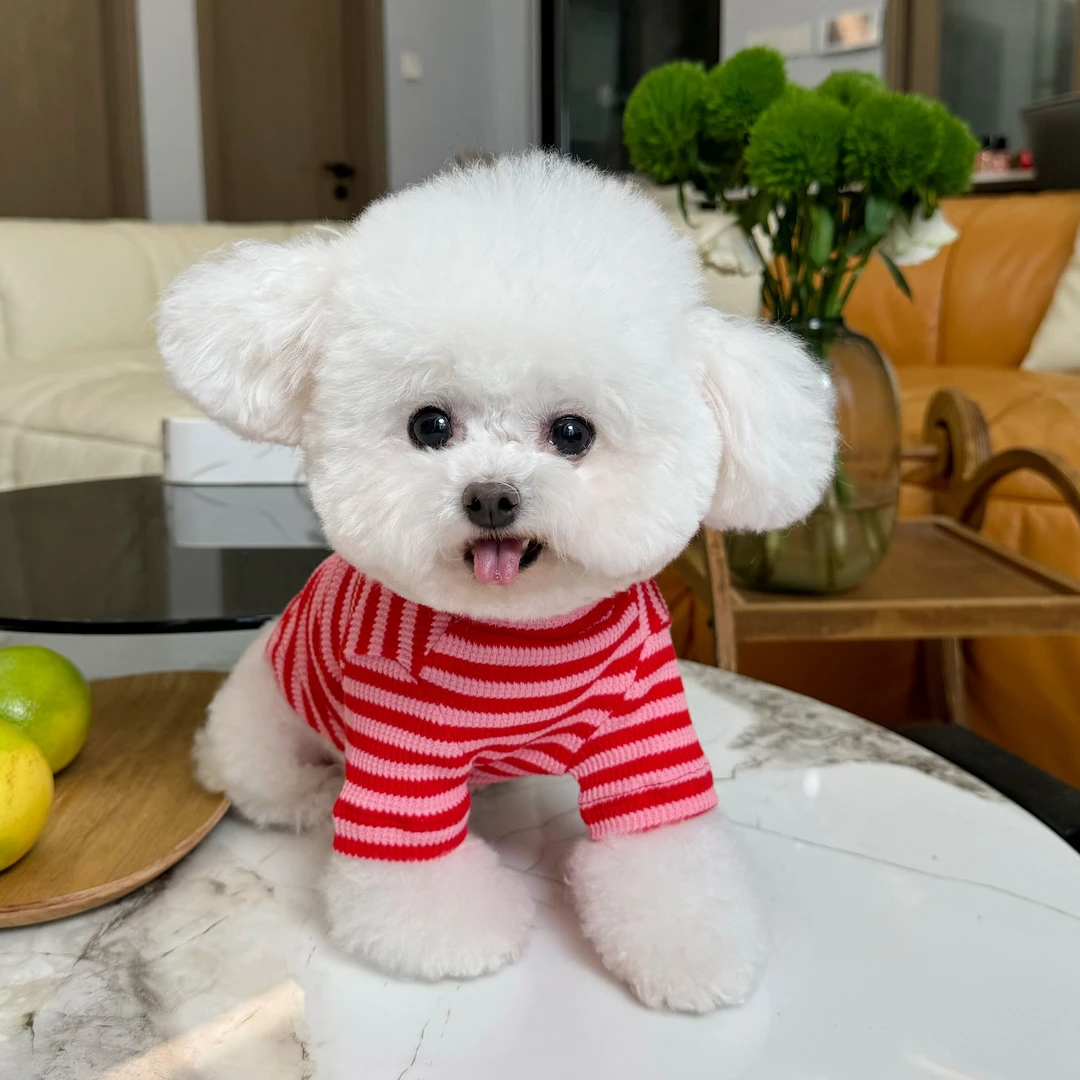 五只小白熊宠物衣服秋冬新款条纹华夫格高弹打底衫狗狗猫咪内搭