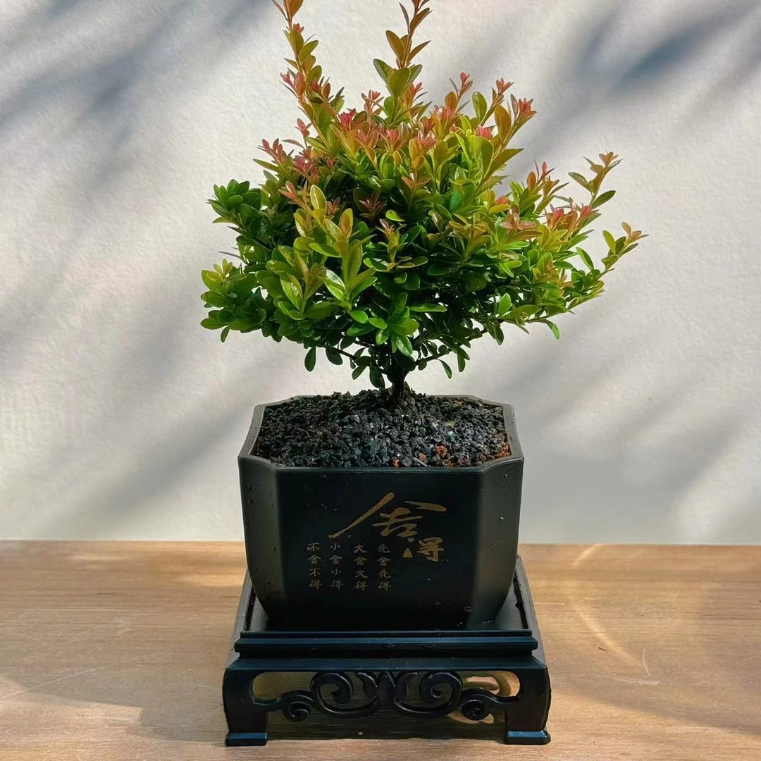 花草季小叶赤楠桌面盆景植物花卉办公室内茶桌好养四季常青小盆栽