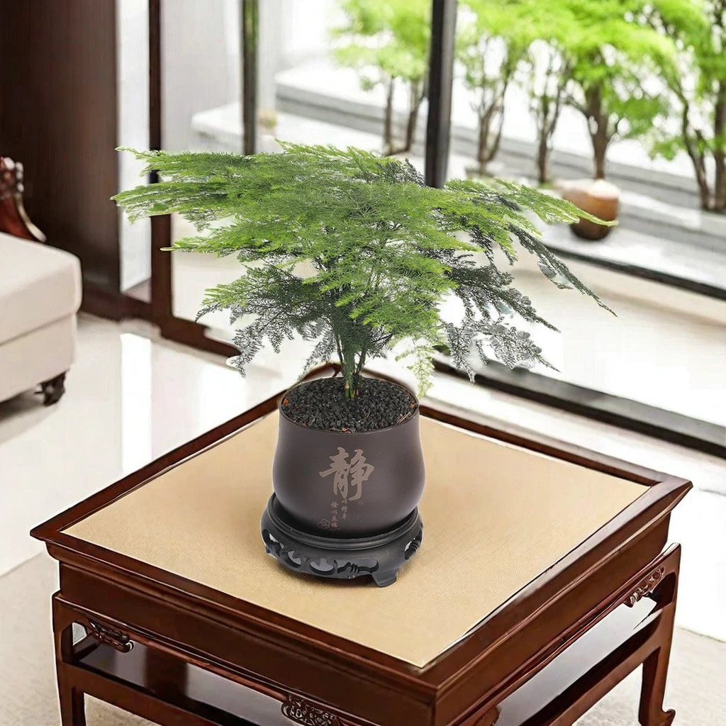 花草季文竹室内绿植办公室桌面盆栽优雅美观清新寓意禅意竹子好养