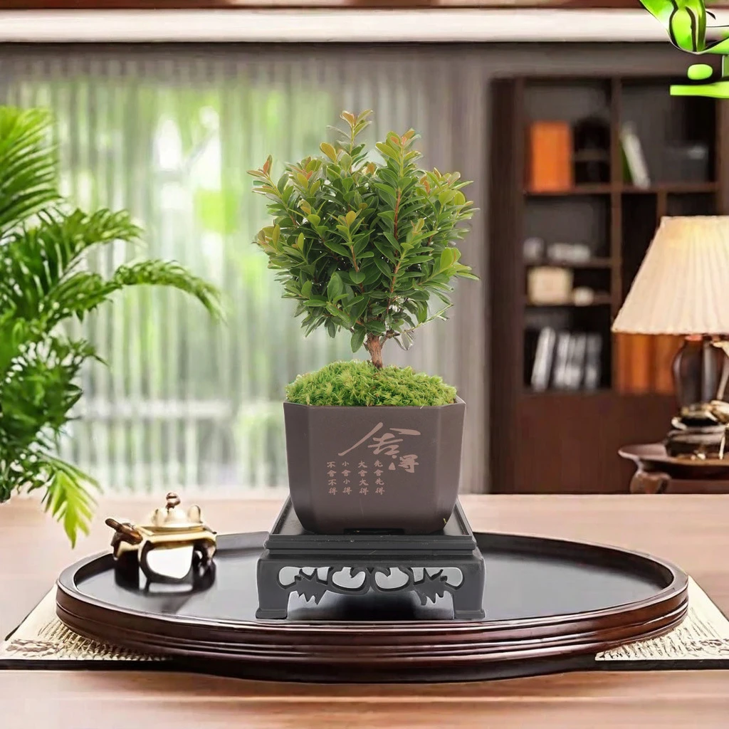花草季小叶赤楠桌面盆景植物花卉办公室内茶桌好养四季常青小盆栽