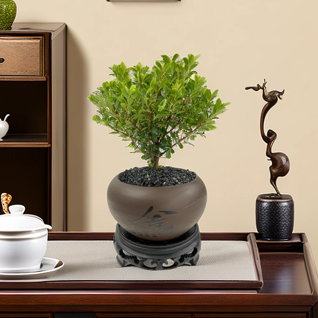 花草季小叶赤楠室内造型盆景精致金丝楠木好养绿植摆件易生长开花