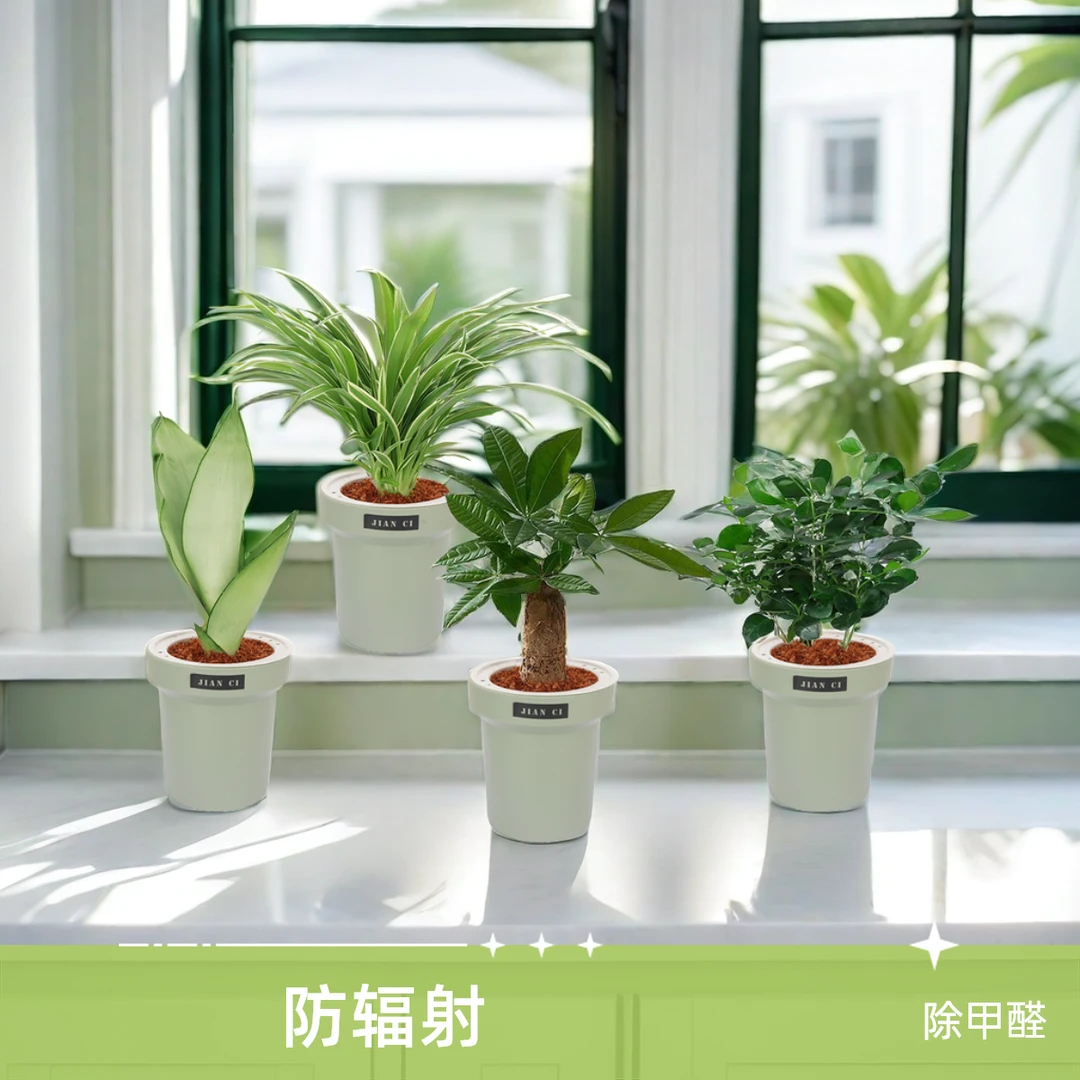花草季买三送一【发财树+金边吊兰+白玉虎皮兰+九里香】绿植盆栽
