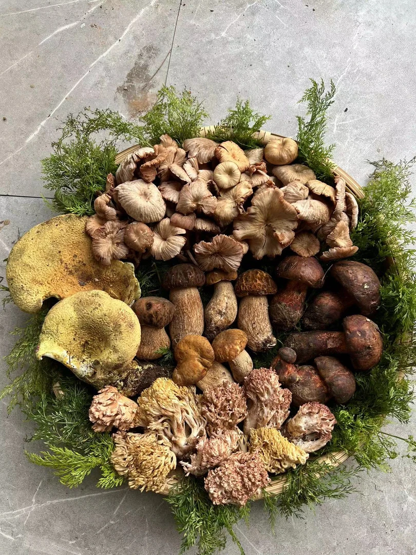 火锅拍档，云南五种野生菌，新鲜发货 ，顺丰包邮