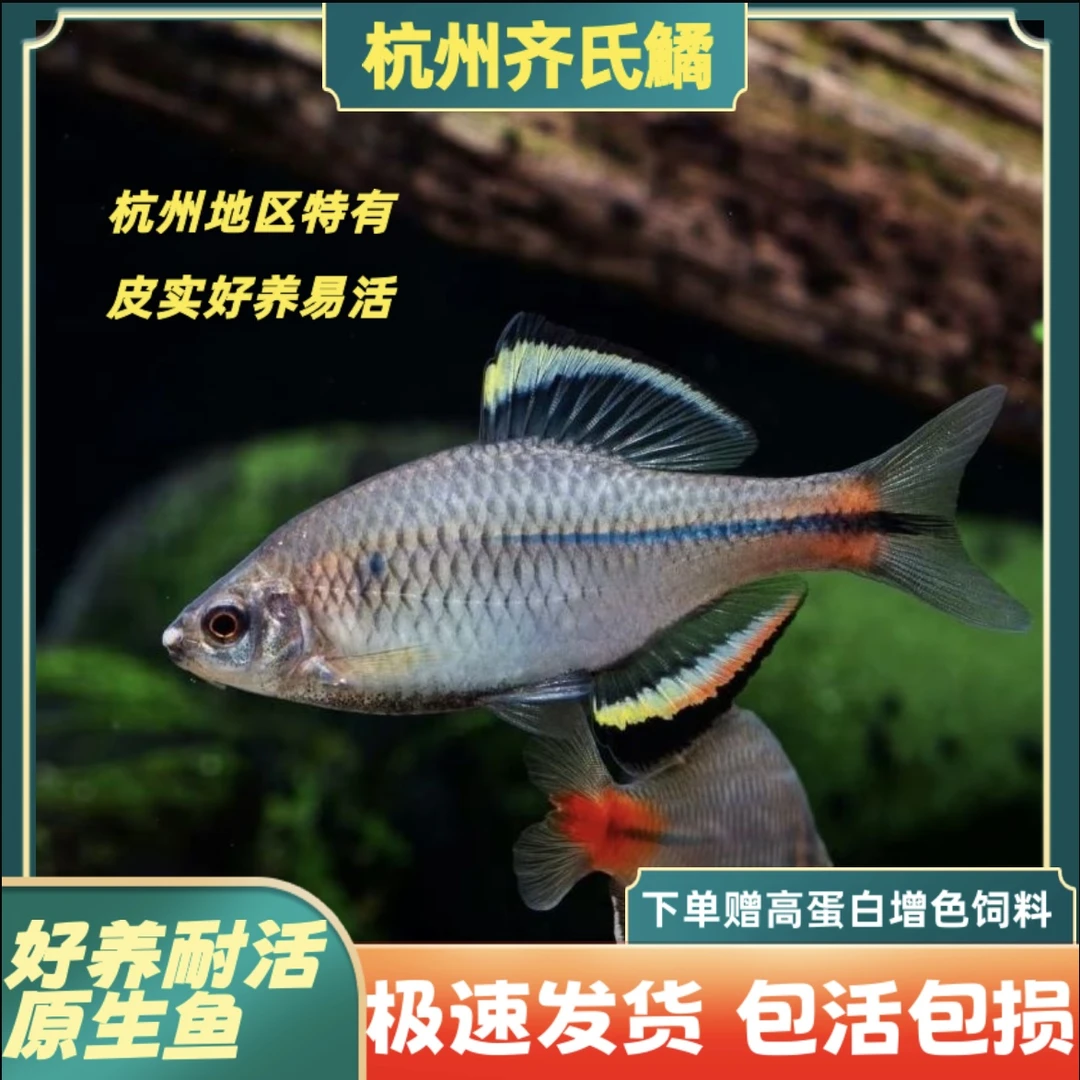 杭州齐氏鱊原生鱼杭州齐发色鳑鲏冷水鱼不加温观赏鱼溪流鱼淡水鱼