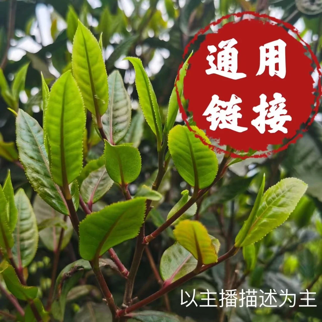 23年815古树单株