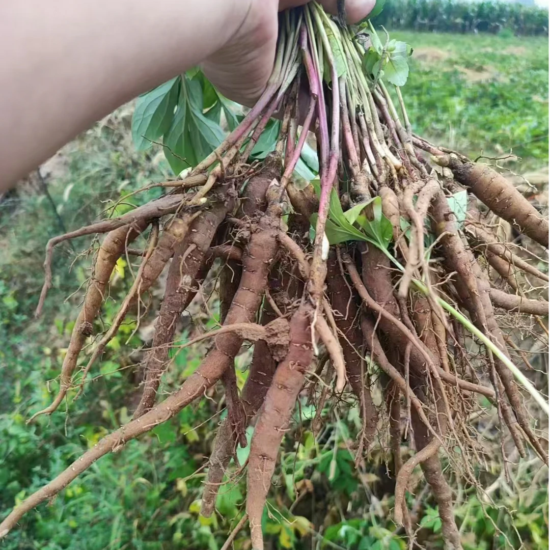 【二年芍药花苗】 基地直发药用赤芍药花苗白芍花苗现挖现发