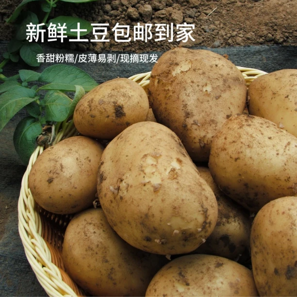 颐景园黄皮黄心新鲜土豆现采现发马铃薯绿色认证安心包邮次日达