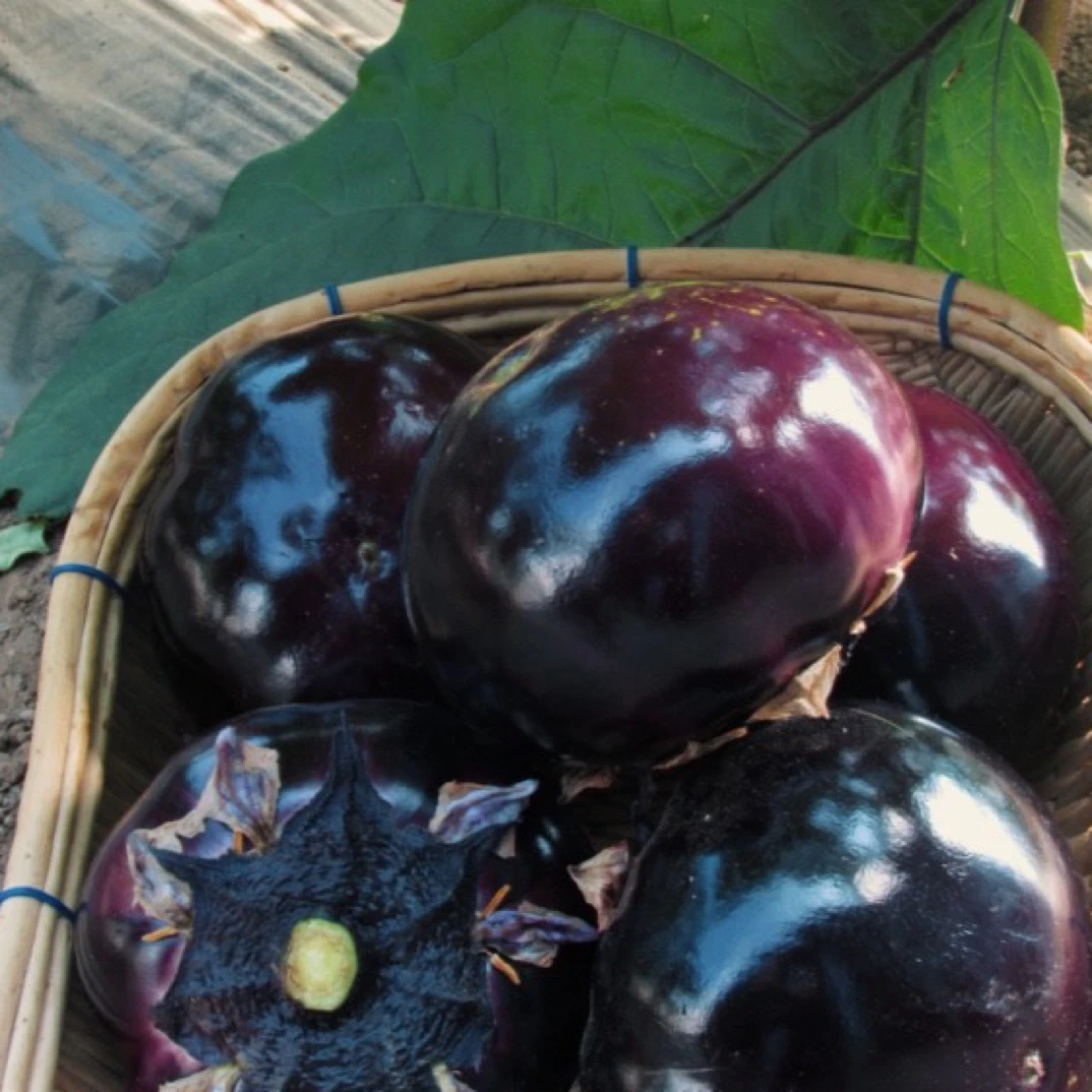 鲜嫩 紫黑圆茄