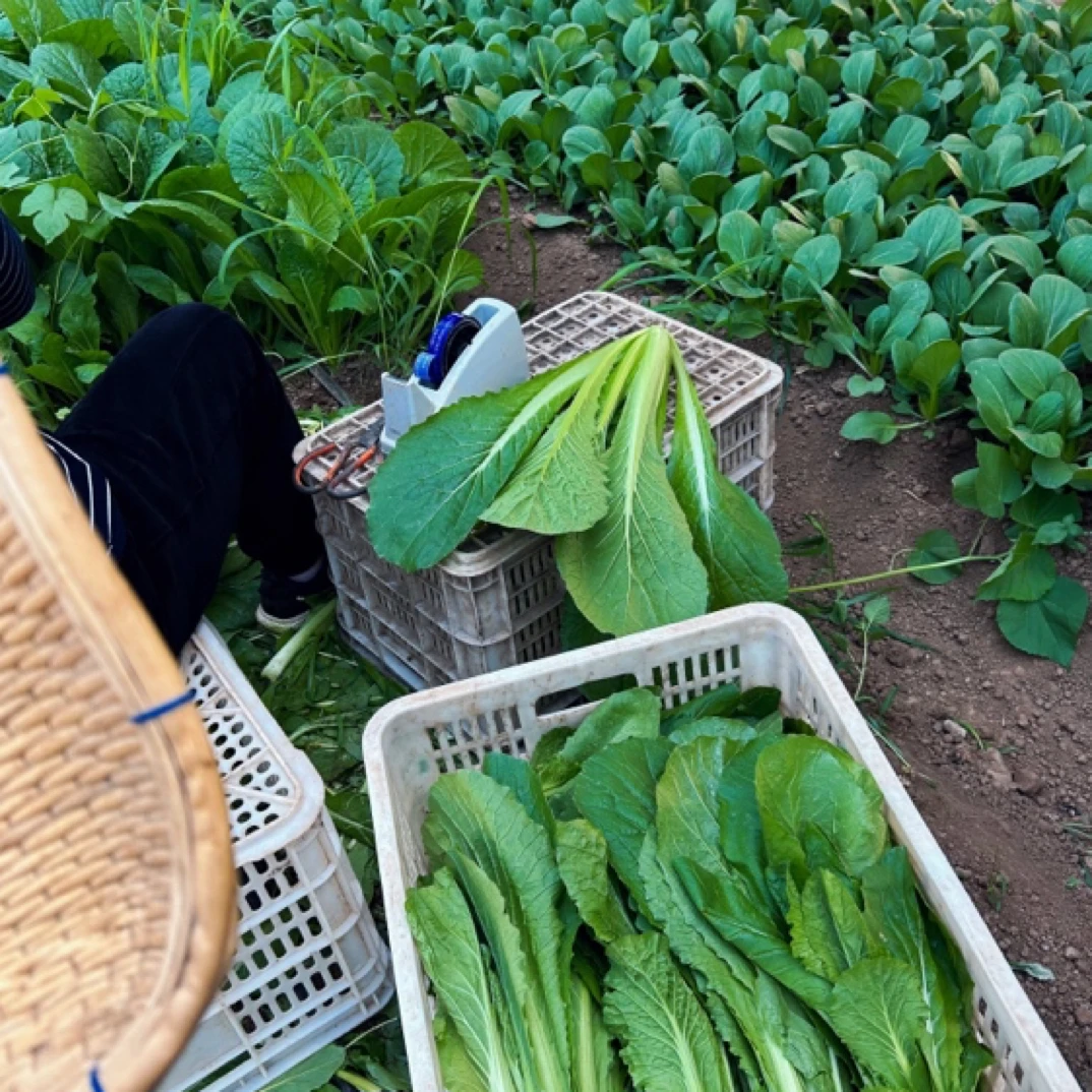 颐景园新鲜小白菜嫩白菜新鲜时令蔬菜园区直供现采现发次日达