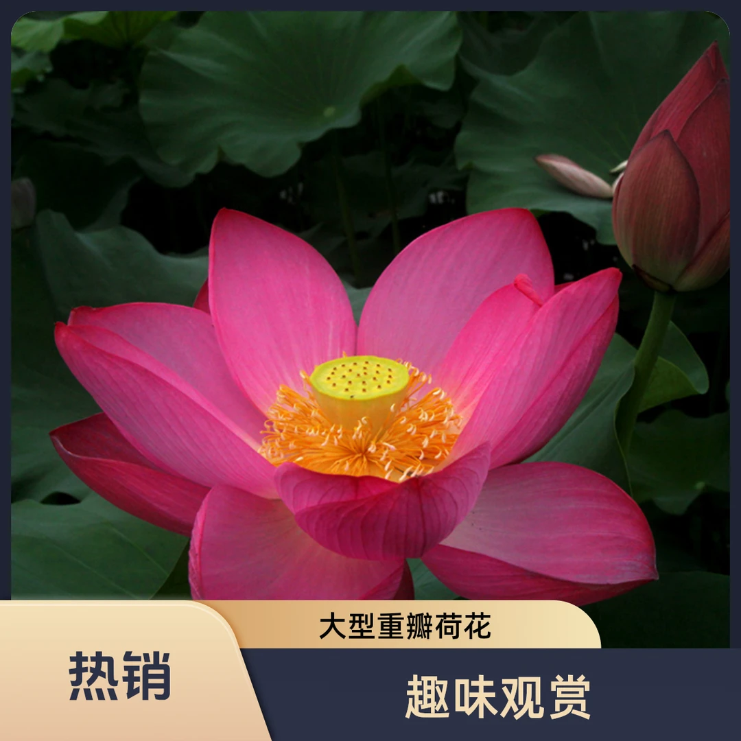 太空飞天太空育种荷花大型重瓣观赏荷花种子池塘水养室外盆栽10粒