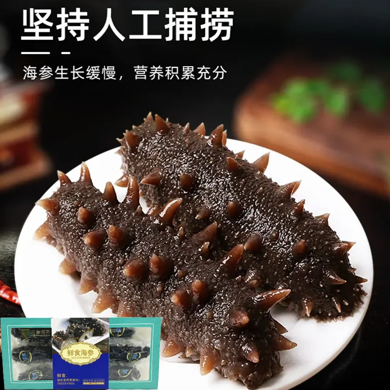 【鲜食海参】滋补养生国标特级海参高品质即食海参鲜食深海野生参王