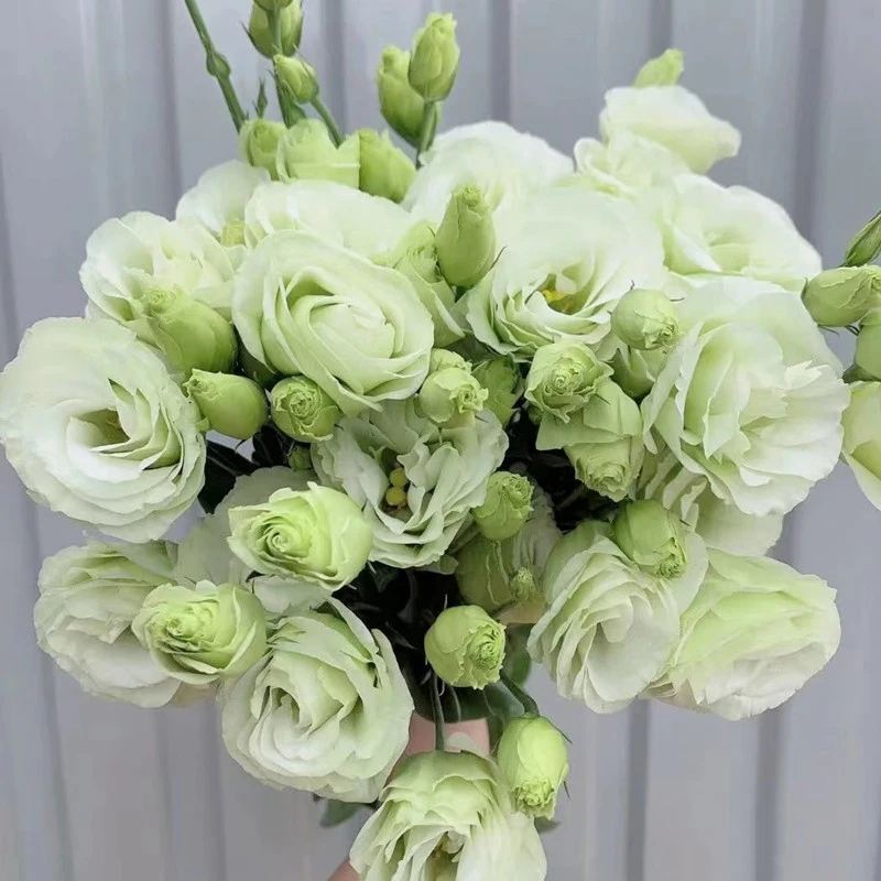 云南昆明 洋桔梗 （已下单 不支持退款）（代发损耗不售后）夏季花店