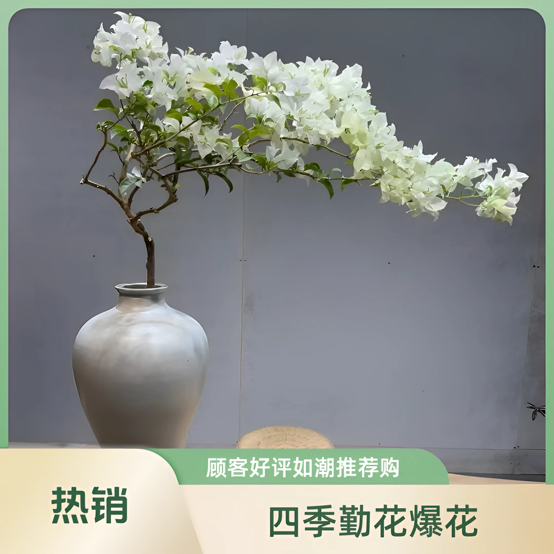《白雪公主》三角梅爬藤庭院绿植四季勤花爆花款三角梅花卉原盆开花
