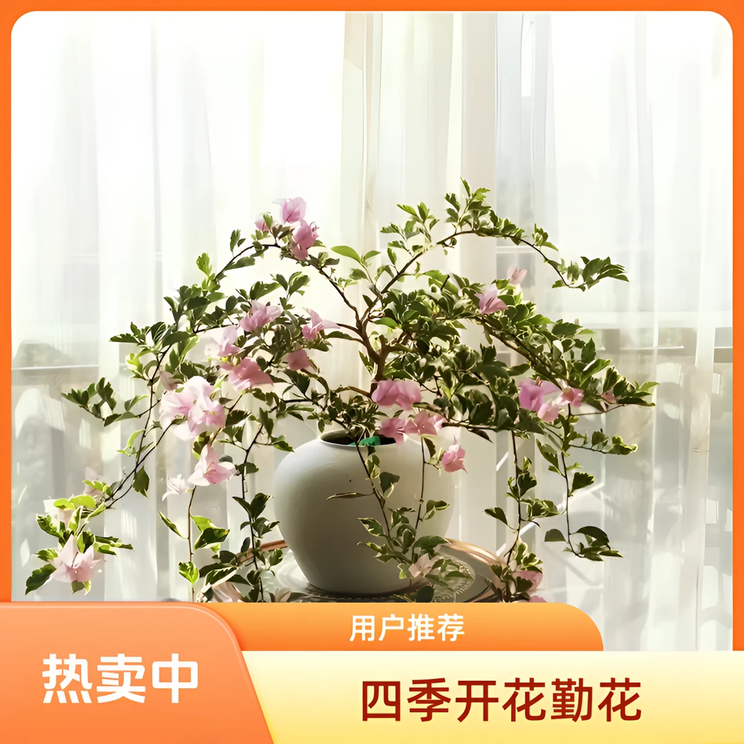 《银边水仙紫》三角梅爬藤庭院阳台绿植四季开花勤花三角梅花卉盆景