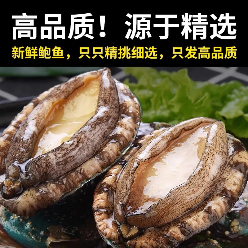 速冻鲍鱼10头鲍海捕鲍鱼5.5-6cm深海鲜嫩饱满美味