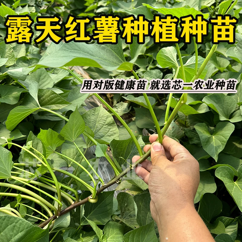 20颗链接【保真大田红薯苗】多品种可选 露天红薯苗蜜薯苗紫薯苗