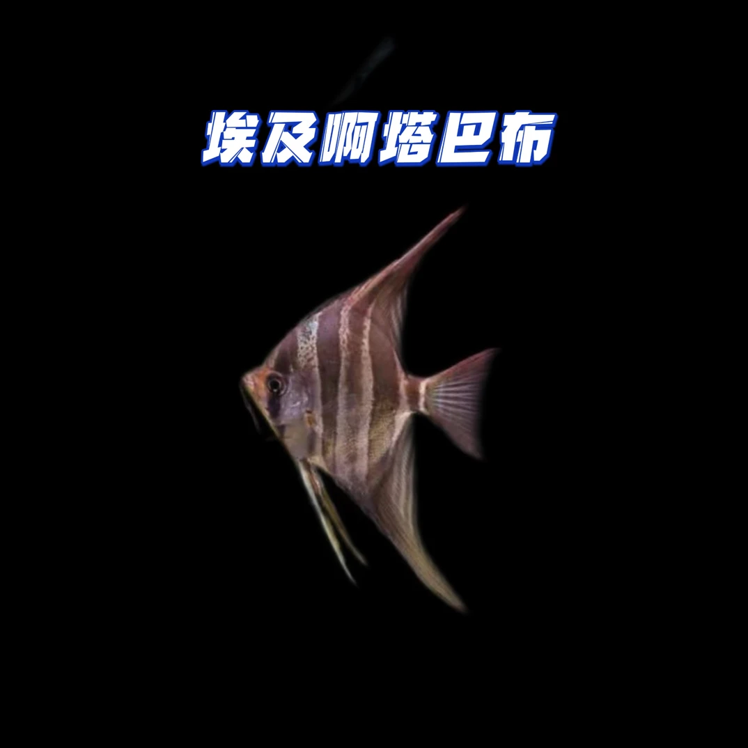 热带观赏鱼神仙鱼 埃及神仙F1（袋内包损）