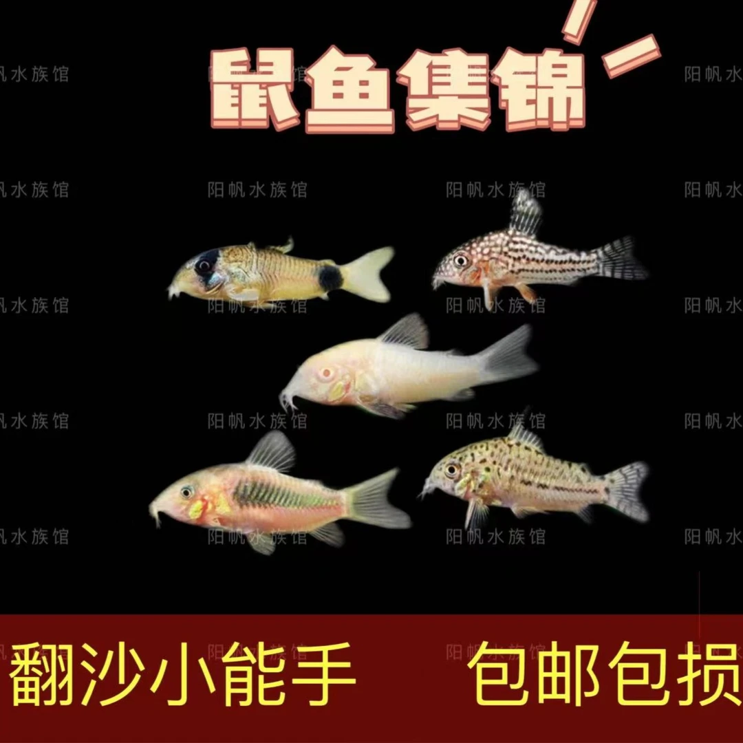 翻沙吃残食  鼠鱼 搅屎棍工具鱼毒不死其他鱼(袋内包损)