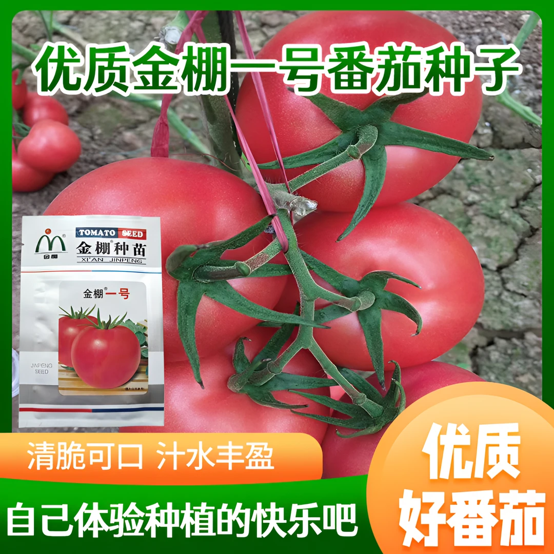 金棚一号西红柿种子杂交一代早熟性好种植品种春秋季播种产量优质