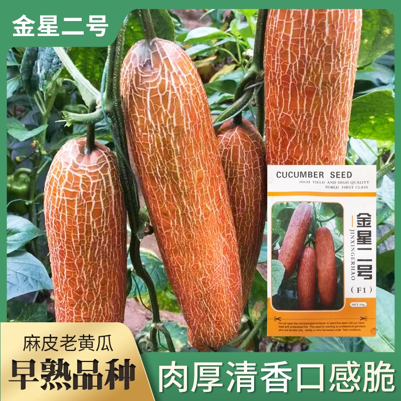 金星二号，老黄瓜种子杂交种植品种播种产量