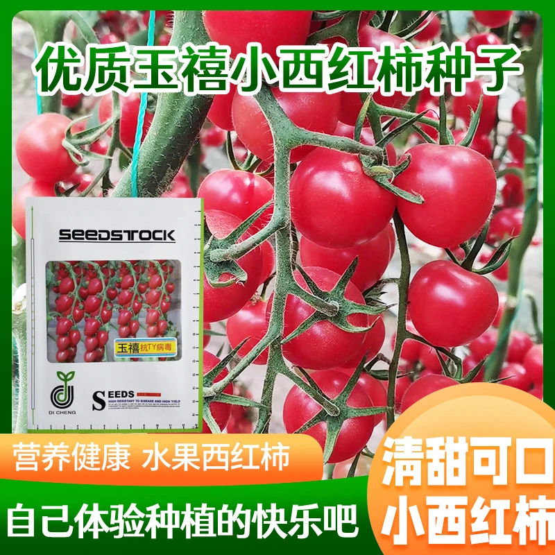 玉禧，杂交一代，樱桃粉果番茄种植品种西红柿优质高产播种秋季产量