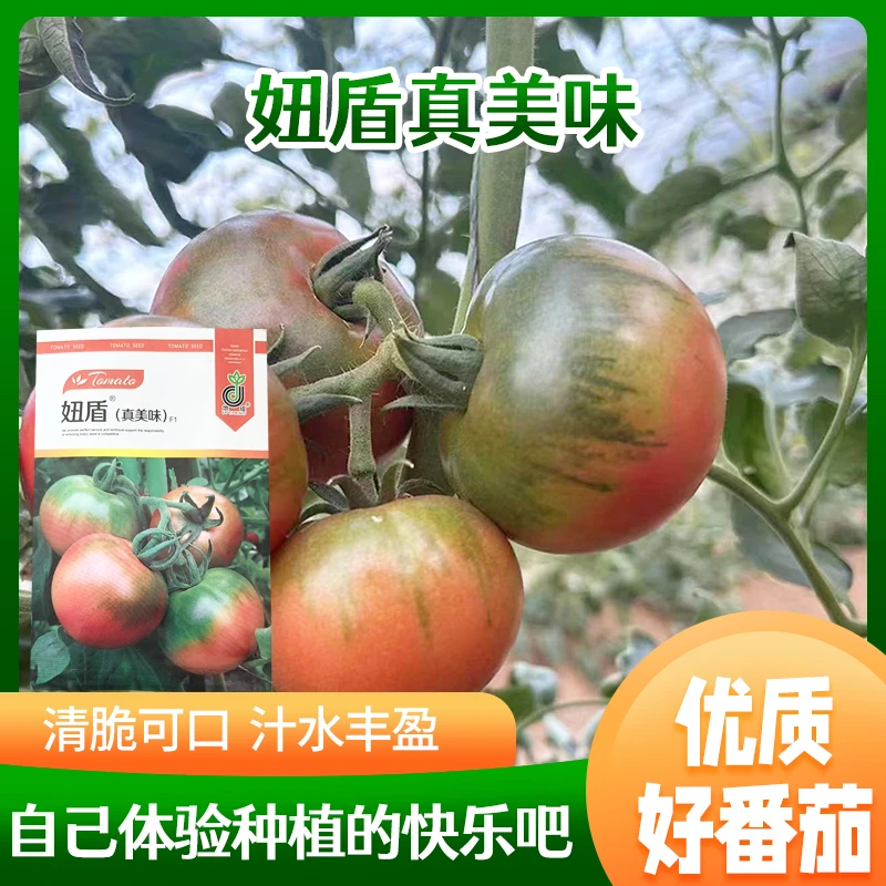 妞盾真美味草莓番茄树番茄种子播种秋播保护种植农业基地季节
