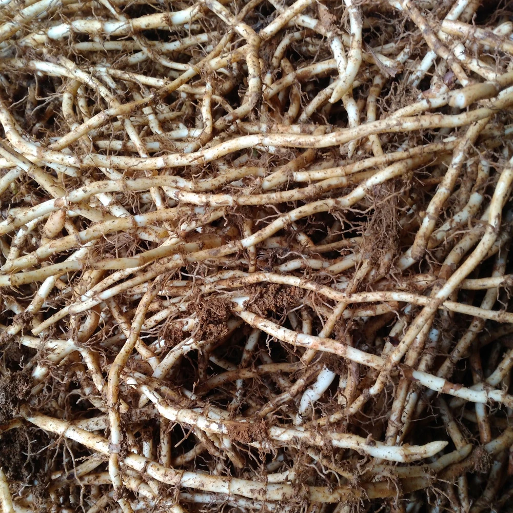 恩施农户散种代购农产品，以直播间为准折二根