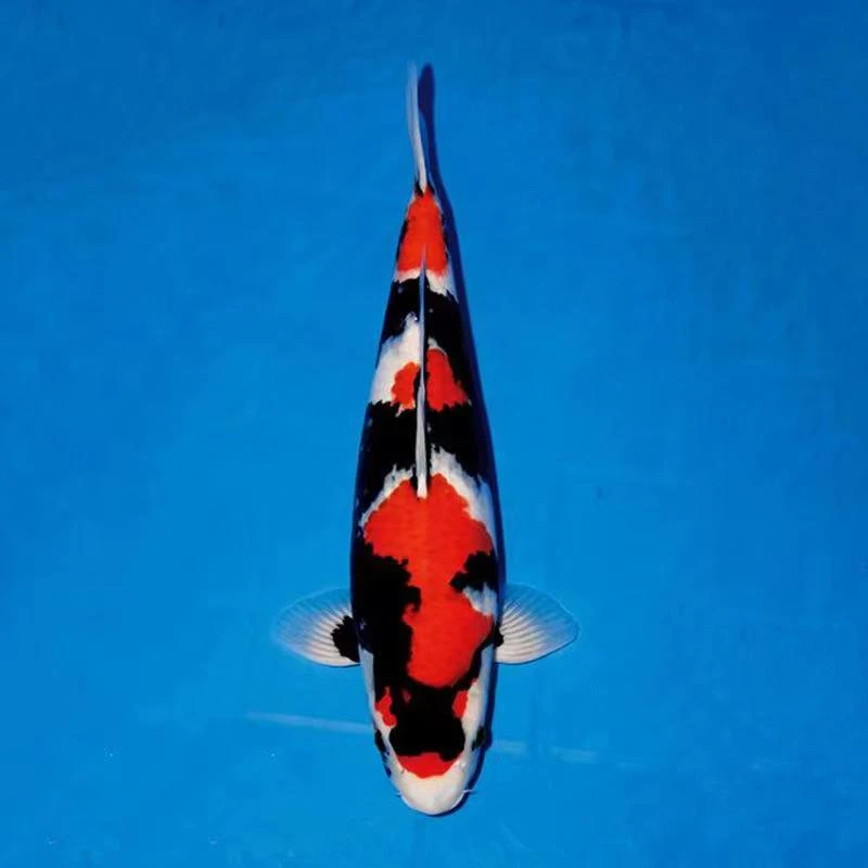 精品观赏鱼包活不包邮