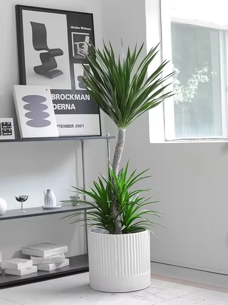 龙血树龙须树双层多枝室内客厅办公室除甲醛净化空气大植物