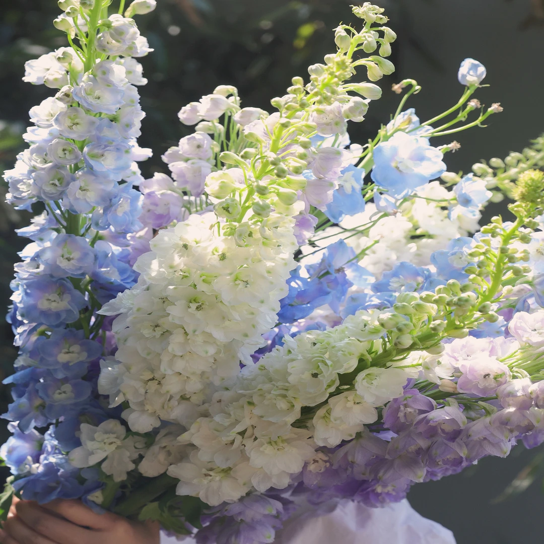 大飞燕草花鲜花云南直发大飞燕鲜花家用水养鲜花云南斗南鲜花