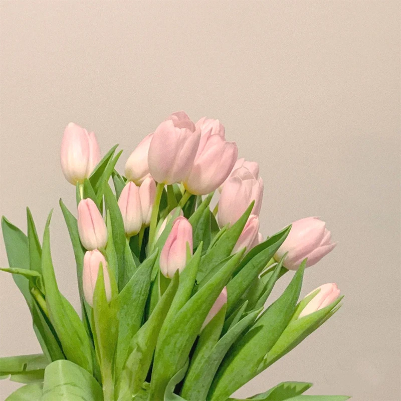 普普鲜花【郁金香】全店任意N单一个运费|顺丰冷链|云南鲜花直发