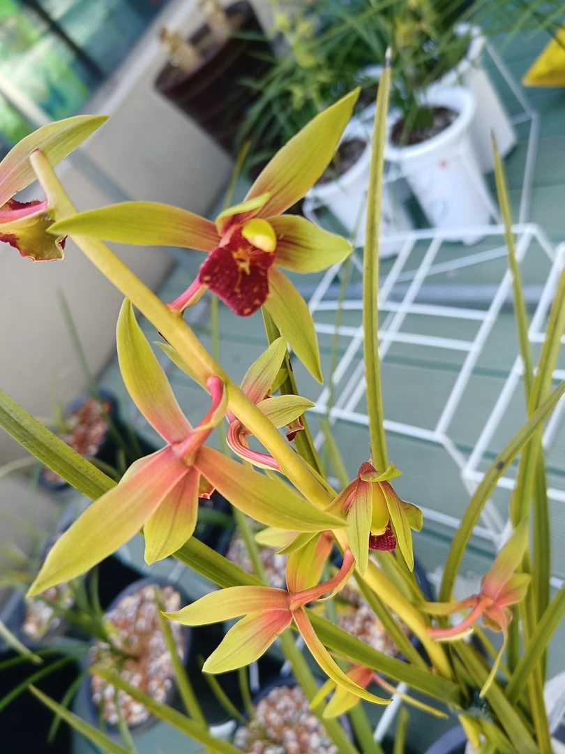 美兰花花直播专属1号连接，露天自然养殖蕙兰春剑，莲瓣，宋春