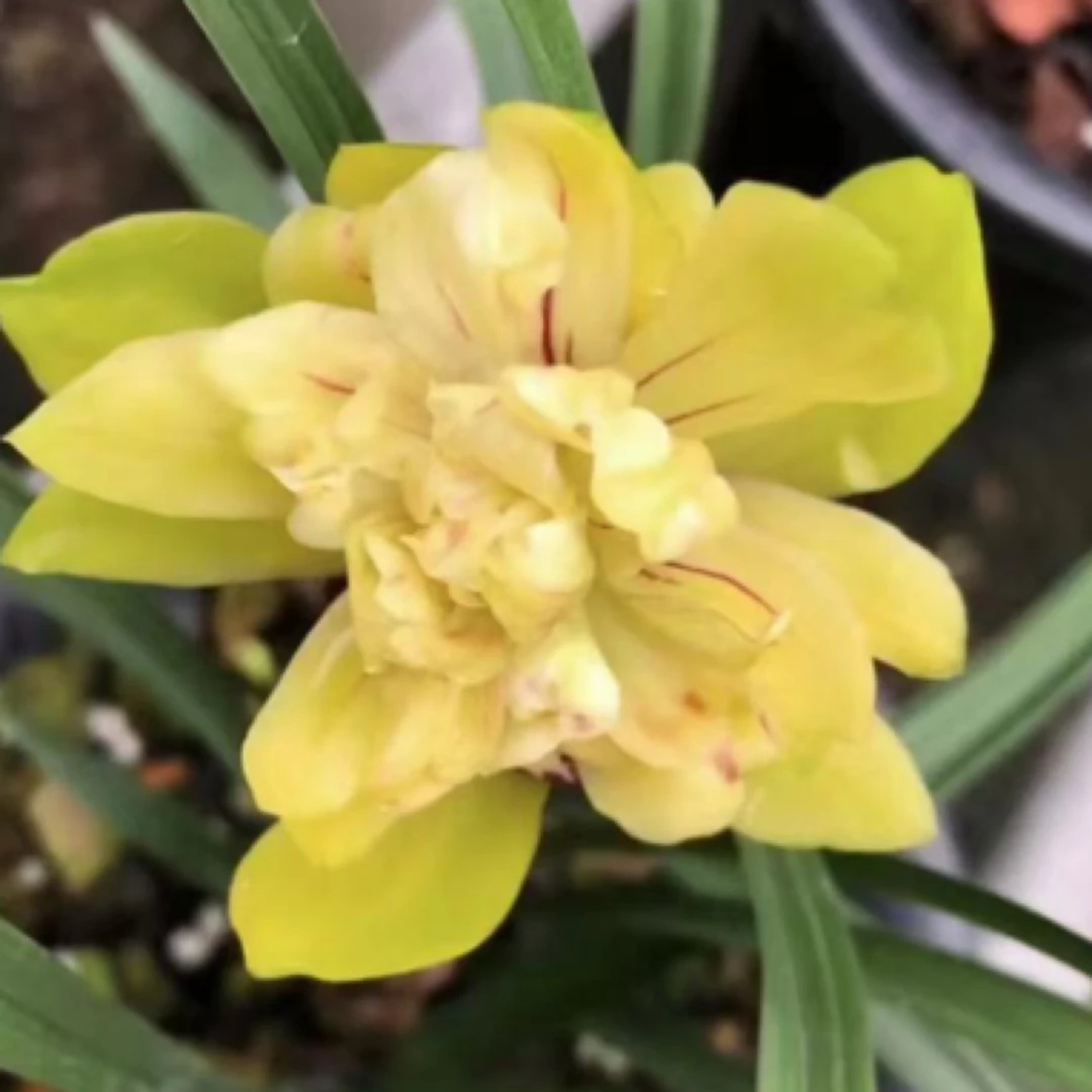 秋芝串种玉翠牡丹壮苗带花