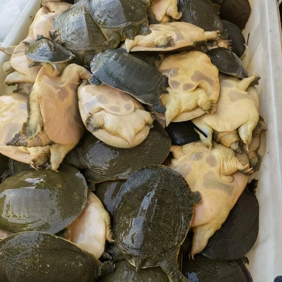 【青甲鱼】一只 2斤左右 （需求大可叠加份数）